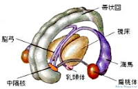 扁桃体