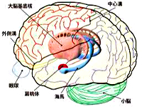 扁桃体の働きと鍛え方