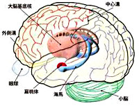 物忘れは改善できる