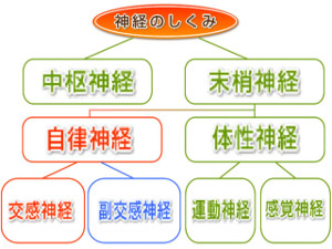 さいたま市 神経の仕組み